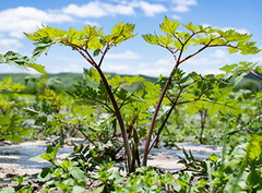 original plant of Angelica sinensis Oliv.Diels. with purple stems and ternate tripinnatifid leaves
