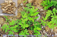 greenish Angelica sinensis seedlings grow in field with root slices