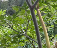 stems and leaves of Angelica sinensis seedlings