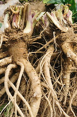 fresh cultivated roots of Chinese Angelica Root with residual stem and soil