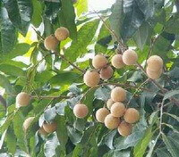 fruiting tree of Dimocarpus longan Lour with green leaves and many light brown fruits hanging on branches