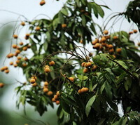 frugttræ af Dimocarpus longan Lour med mange små brunlige frugter vokser på en mark