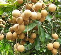frugtbærende gren af Dimocarpus longan Lour med mange brunlige frugter, der hænger på grenen, vokser på en solrig mark