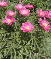 flowering plants of Paeonia lactiflora Pall with big pink flowers grow in sunny field