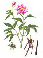 a colorful drawing of Paeonia lactiflora Pall,rhizome,root,stem and leaves,pink flowers