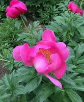 a flowering plant of Paeonia lactiflora Pall. with three big pink flowers and green leaves grow in field