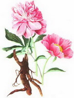 a colorful drawing of Paeonia lactiflora Pall.,brownish root,green stems and leaves,pink flowers