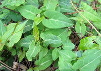 plants of Polygonum multiflorum Thunb. with many green leaves grow in field