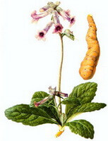 en farverig tegning af Rehmannia glutinosa Libosch,blomstrende plante,grønne blade og hængende lyserøde blomster,og knoldet rod