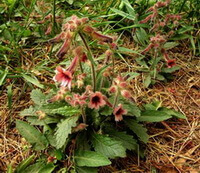 blomstrende planter af Rehmannia glutinosa Libosch. med hængende rødlige blomster og grønne blade vokser på mark