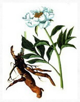 a colorful drawing of Paeonia lactiflora Pall,roots,stem and green leaves, and big lilac flower