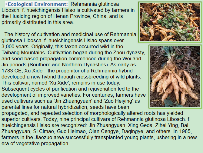 Ecological Environment of Rehmannia glutinosa Libosch. f. hueichingensis Hsiao,history of cultivation and medicinal use