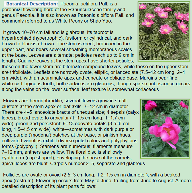 Botanical Description of Paeonia lactiflora Pall:plant,flowers,and follicles