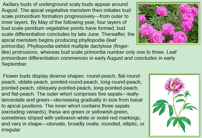 Botanical Description of Paeonia lactiflora Pall:Axillary buds,Flower buds