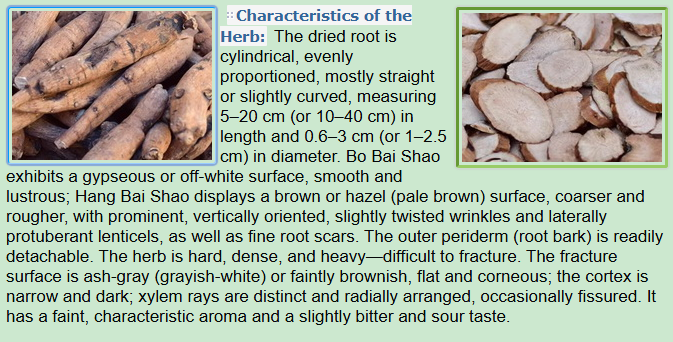 Characteristics of the Herb:White Peony Root