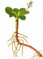 en tegning af Picrorhiza scrophulariiflora Pennell,blomstrende plante med rod