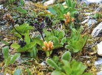 Blomstrende planter af Picrorhiza scrophulariiflora Pennell med gule blomster