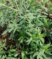 Radix Stellariae