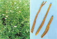 flowering plants of Stellaria dichotoma and dried herb segments