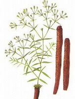 a drawing of Stellaria dichotoma,root,stem leaves and flowers