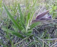 flowering plant of Arnebia euchroma Royle Johnst with pale purple flowers