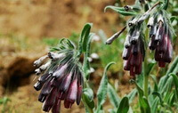 flowering plants of Lithospermum erythrorhizon with pendulous purple flowers