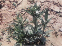 shrubs of Lithospermum erythrorhizon Sieb. et Zucc growing in arid field