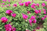 many flowering plants of Paeonia lactiflora Pall grow  together with purple red flowers