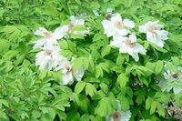 flowering plants of Paeonia suffruticosa Andr with white flowers