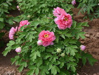 flowering plants of Paeonia suffruticosa Andr with pink flower