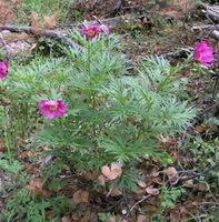 several flowering plants of Paconia lactiflora Pall.var.trichocarpa Bunge Stern with small purple flowers