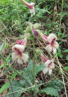 a flowering plant of Rehmannia glutinosa Libosch grows in field,with several red flowers