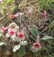 flowering plants of Rehmannia genus,rehmannia grow in wild field