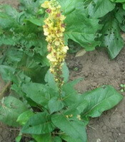 flowering plant of Scrophularia buergeriana Miq with yellow flower spikes
