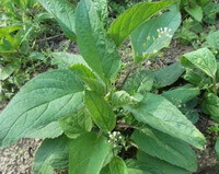 a plant of Scrophularia ningpoensis Hemsl grows in field