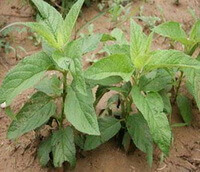three plants of Scrophularia ningpoensis Hemsl grow in field