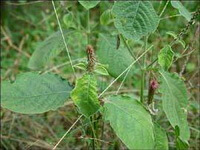 plantes fleuries d Achyranthes aspera L avec de petits épis de fleurs et des feuilles vertes