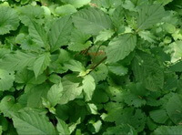 les plantes d Achyranthes aspera var. indica. poussent dans un endroit ombragé