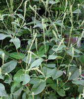 les plantes à fleurs d Achyranthes bidentata Blume poussent dans un champ avec de petites fleurs blanches