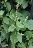 plusieurs plantes d Achyranthes bidentata Blume poussent en grappe avec des épis de fleurs