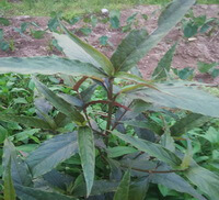 arbustes d Achyranthes longifolia Makino. poussent dans un champ