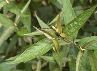 arbustes frais d Achyranthes longifolia Makino.