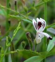a plant of Andrographis paniculata with a pied whitish flower