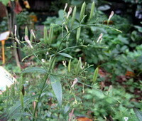 flowering plant of Andrographis paniculata grow in field with small flowers