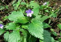 seedlings of Baphicacanthus cusia Nees Bremek grow in a field,with lilac flowers