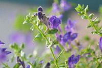 Blomstrende plante af barberet skullcap urt