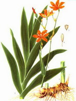 a colorful drawing of Belamcanda chinensis DC.,with rhizomes,green leaves,stem and orange-colored flower petals,seeds