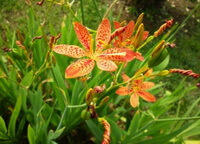 flowering plants of Belamcanda chinensis DC. with orange-colored flowers