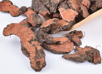 Bistort Rhizome