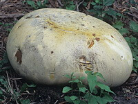 a white mushroom of Calvatia gigantea Batsch ex Pers.Lloyd
